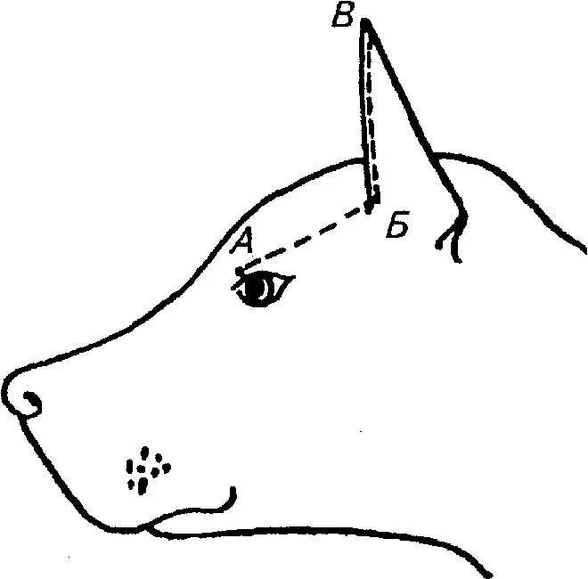 Mittelsnaser (59 Poto): Katerangan tina breed, karakter anak anjing tina warna hideung sareng cabé sareng bodas. Jenis buuk. Ulasan kapamilikan 12189_45