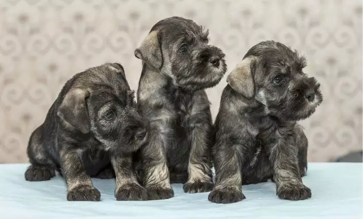 MittelsNaser (59 photos): Description de la race, le caractère des chiots du sel de couleur noire avec du poivre et du blanc. Types de coupe de cheveux. Propriété Reviews 12189_59