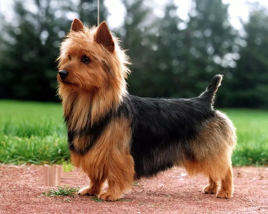 MittelsNaser (59 photos): Description de la race, le caractère des chiots du sel de couleur noire avec du poivre et du blanc. Types de coupe de cheveux. Propriété Reviews 12189_7