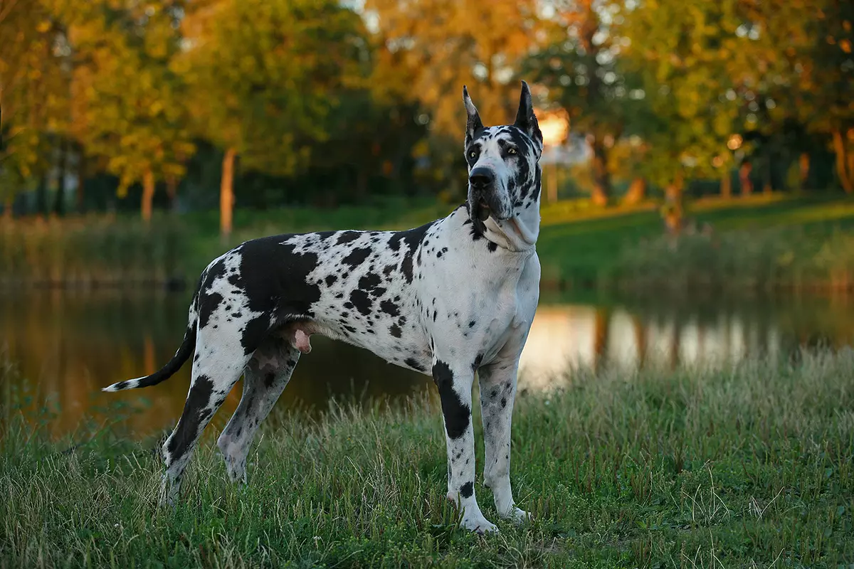 Ridgeback Rhodesian (84 wêneyên): Danasîna Rock, taybetmendiya kûçikan û kûçikên mezin ên Ridgeback. Ew çend salan dijîn? Avantaj û nerazîbûn 12191_10