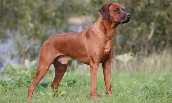 Rhodesian Ridgeback (84 izithombe): incazelo sesiwa, isici umdlwane nezinja omdala Ridgeback. Bahlala iminyaka emingaki? Izinzuzo nobubi 12191_12