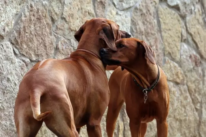 Rhodesian Ridgeback (84 photos): ລາຍລະອຽດຂອງກ້ອນຫີນ, ລັກສະນະຂອງ puppies, ແລະຜູ້ໃຫຍ່ຫມາຂອງ Ridgeback ໄດ້. ພວກເຂົາເຈົ້າເຮັດແນວໃດເວລາຫຼາຍປີດໍາລົງຊີວິດ? ຂໍ້ດີແລະຂໍ້ເສຍປຽບ 12191_13