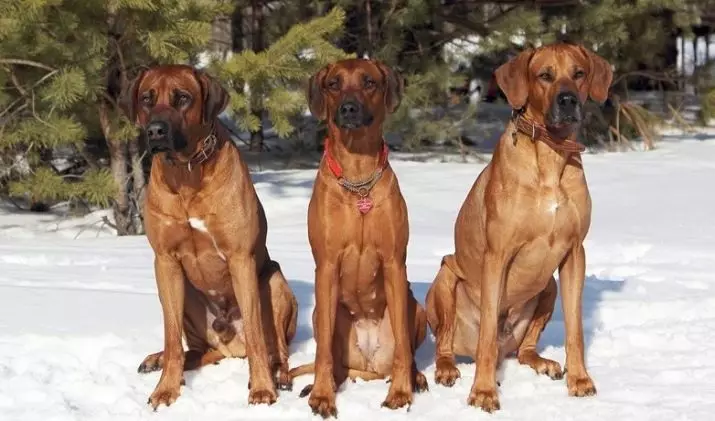 Rhodesian Ridgeback (84 photos): sharaxaad ka mid ah dhagaxa weyn, dabeecad u ah ee muqisho iyo eeyaha dadka Ridgeback. Imisa sano ayay ku nool yihiin? Faa'iidooyinka iyo faa'iido darrada 12191_14