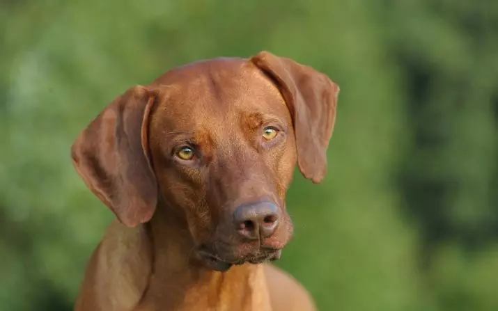 Rhodesian Ridgeback (84 izithombe): incazelo sesiwa, isici umdlwane nezinja omdala Ridgeback. Bahlala iminyaka emingaki? Izinzuzo nobubi 12191_15