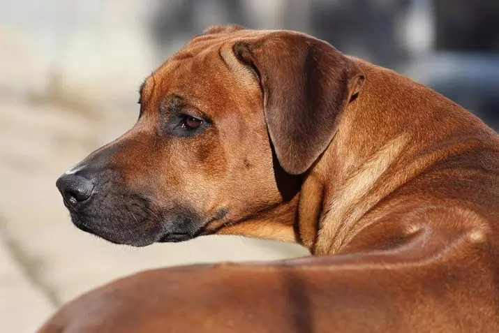 Rhodesian Ridgeback (84 myndir): lýsingin á klettinum, einkennandi hvolpa og fullorðinna hunda Ridgeback. Hversu mörg ár búa þeir? Kostir og gallar 12191_16