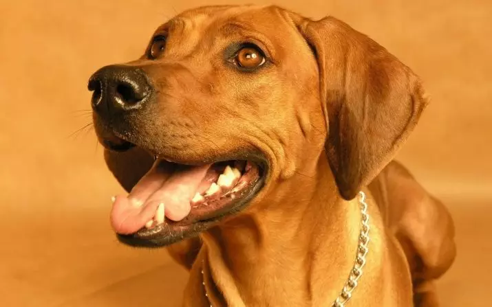 Rhodesian Ridgeback (84 myndir): lýsingin á klettinum, einkennandi hvolpa og fullorðinna hunda Ridgeback. Hversu mörg ár búa þeir? Kostir og gallar 12191_17