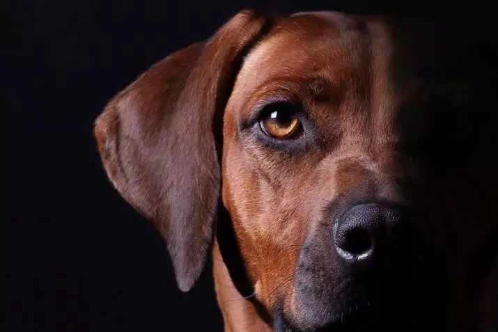 Rhodesian Ridgeback (84 foto): La descrizione della roccia, la caratteristica dei cuccioli e dei cani adulti di Ridgeback. Quanti anni vivono? Vantaggi e svantaggi 12191_18