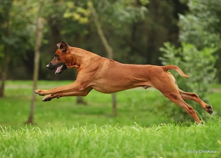 Rhodesian Ridgeback (84 хабарнигори): тавсифи аз санг, ки хос сагчаҳо ва сагон калонсоли Ridgeback. Чанд сол онҳо зиндагӣ мекард? Афзалиятҳо ва нуқсонҳо 12191_22