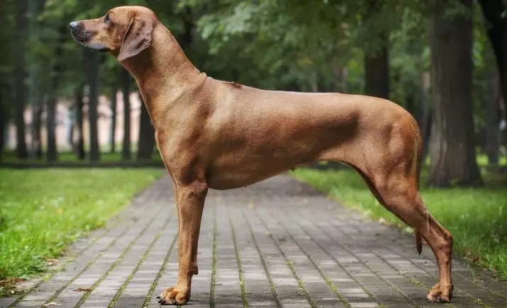 Rhodesian Ridgeback (84 Photos): Bayanin dutsen, halayen 'yar tsana da kuma karnukan manya na Ridgeback. Shekaru nawa suke rayuwa? Abvantbuwan amfãni da rashin amfani 12191_23