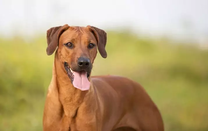 Rhoadesian Ridgeback (Linepe tse 84): Tlhaloso ea lefika, tšobotsi ea malinyane le lintja tsa baholo tsa ho palama ha ho etsa mokokotlo. Ba phela lilemo tse kae? Melemo le mathata 12191_24