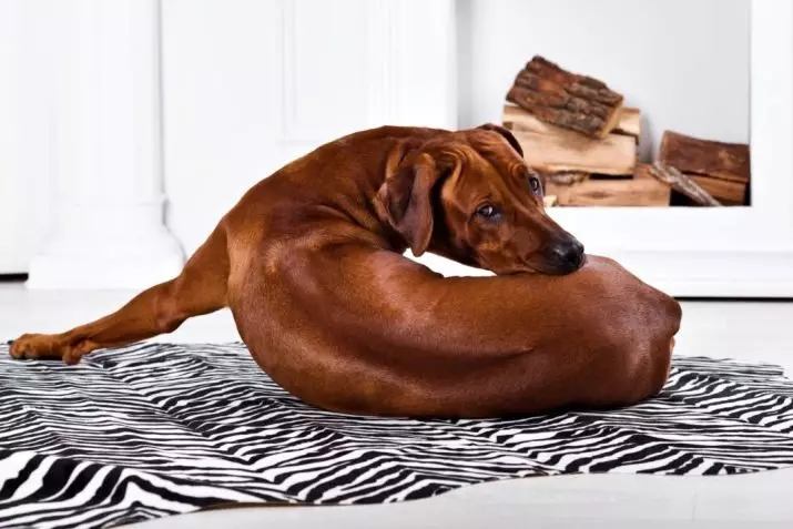 Rhodesian Ridgeback (84 photos): the description of the rock, the characteristic of puppies and adult dogs of Ridgeback. How many years do they live? Advantages and disadvantages 12191_25