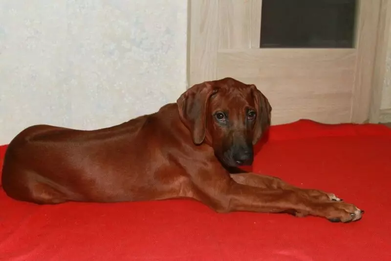 Rhodesian Ridgeback（84張照片）：岩石的描述，小狗的特點和Ridgeback的成年犬。他們住了多少年？的優點和缺點 12191_26