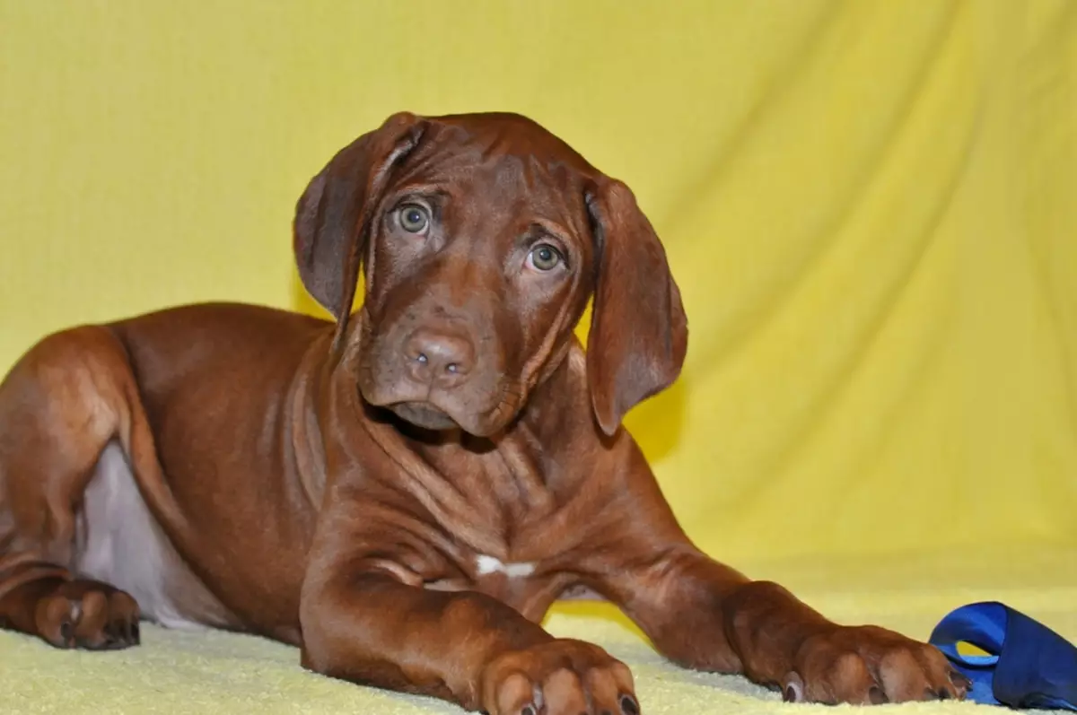 Rhodesian Ridgeback (84 fotografii): descrierea stâncii, caracteristica căței și câinii adulți din Ridgeback. Câți ani trăiesc? Avantaje și dezavantaje 12191_28