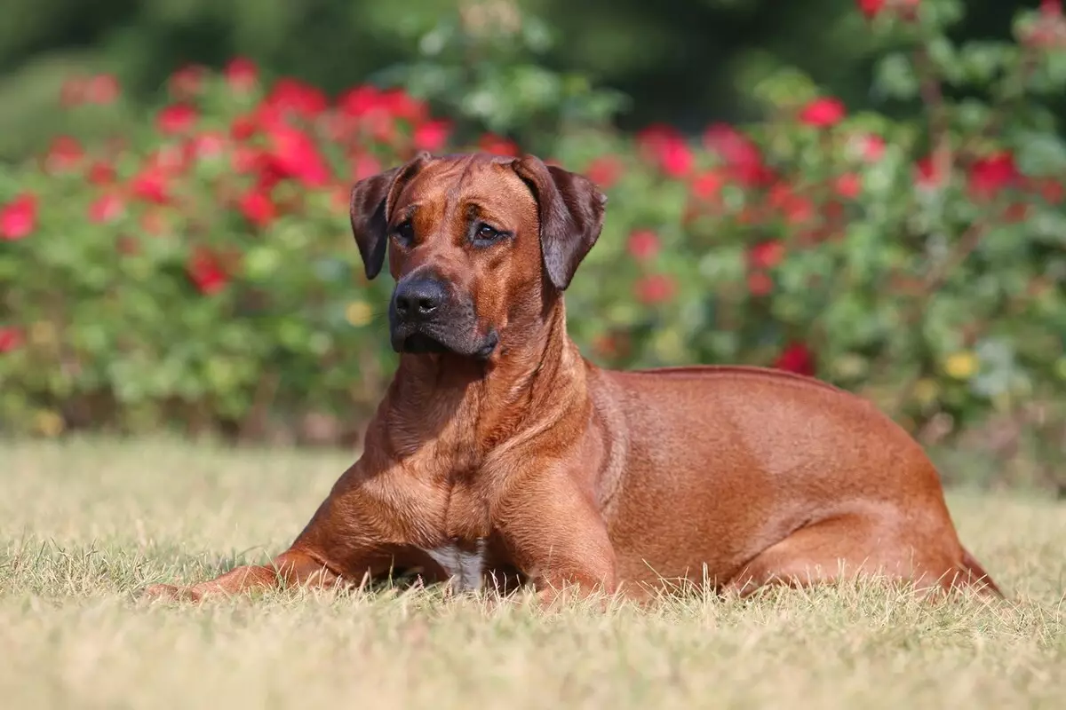 Rhoadesian Ridgeback (Linepe tse 84): Tlhaloso ea lefika, tšobotsi ea malinyane le lintja tsa baholo tsa ho palama ha ho etsa mokokotlo. Ba phela lilemo tse kae? Melemo le mathata 12191_29