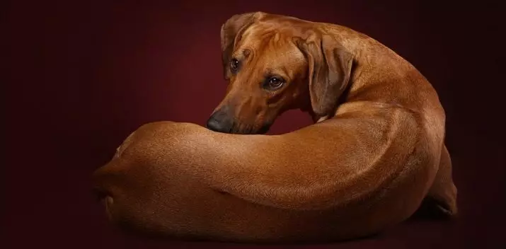 Rhodesian Ridgeback (84 photos): the description of the rock, the characteristic of puppies and adult dogs of Ridgeback. How many years do they live? Advantages and disadvantages 12191_3