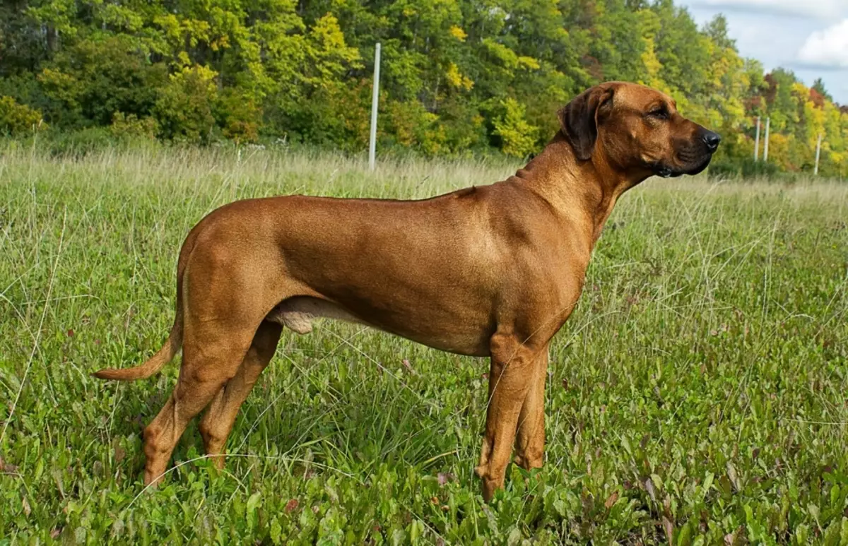 Rhodesian Ridgeback (84 foto): La descrizione della roccia, la caratteristica dei cuccioli e dei cani adulti di Ridgeback. Quanti anni vivono? Vantaggi e svantaggi 12191_30