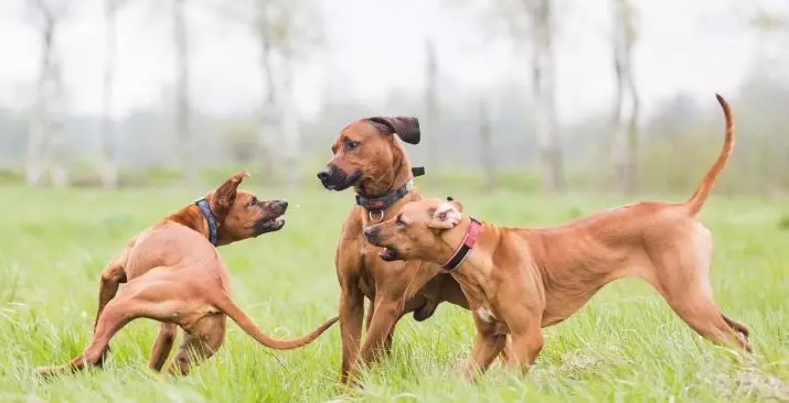 Rhodesian Ridgeback (84 photos): the description of the rock, the characteristic of puppies and adult dogs of Ridgeback. How many years do they live? Advantages and disadvantages 12191_32