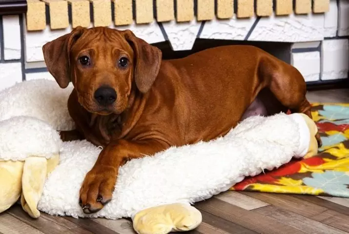 Rhodesian Ridgeback (84 foto's): de beskriuwing fan 'e rots, it karakteristyk fan puppies en folwoeksen hûnen fan ridgeback. Hoefolle jierren libje se? Foardielen en neidielen 12191_33