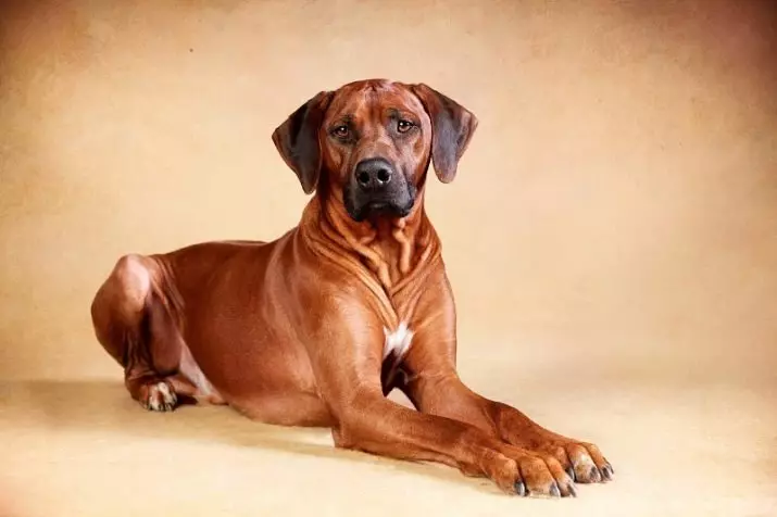 Rhodesian Ridgeback (84 Photos): Bayanin dutsen, halayen 'yar tsana da kuma karnukan manya na Ridgeback. Shekaru nawa suke rayuwa? Abvantbuwan amfãni da rashin amfani 12191_34