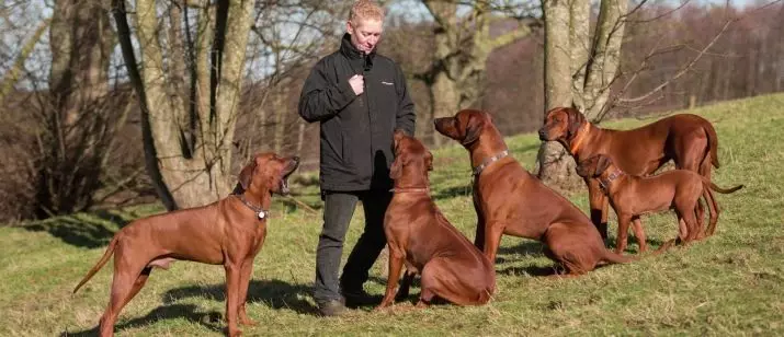 Rhodesian Ridgeback (84 zdjęcia): opis skały, charakterystyczna dla szczeniąt i dorosłych psów ridgeback. Ile lat mieszkają? Zalety i wady 12191_36