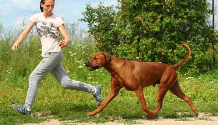 Rhodesian Ridgeback (84 izithombe): incazelo sesiwa, isici umdlwane nezinja omdala Ridgeback. Bahlala iminyaka emingaki? Izinzuzo nobubi 12191_37