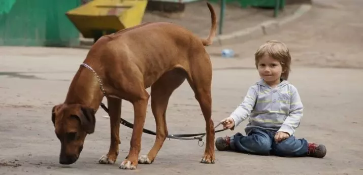 Rhodesian Ridgeback (84 foton): Beskrivningen av berget, egenskapen hos valpar och vuxna hundar av Ridgeback. Hur många år bor de? Fördelar och nackdelar 12191_39