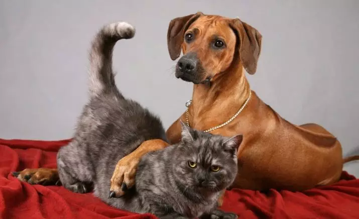 Rhodesian Ridgeback (84 fotos): A descrição da rocha, a característica dos cachorros e cães adultos de Ridgeback. Quantos anos eles vivem? Vantagens e desvantagens 12191_41