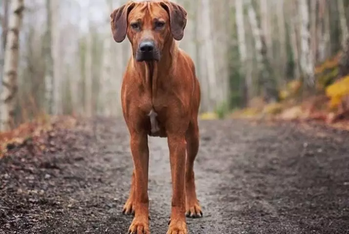 Rhodesian Ridgeback (84 foto): La descrizione della roccia, la caratteristica dei cuccioli e dei cani adulti di Ridgeback. Quanti anni vivono? Vantaggi e svantaggi 12191_42