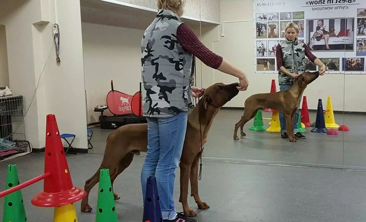 Rhodesian Ridgeback (Zithunzi 84): Mafotokozedwe a Thanthwe, mawonekedwe a agalu ndi agalu akulu a Ridgeback. Kodi amakhala zaka zingati? Zabwino ndi zovuta 12191_46