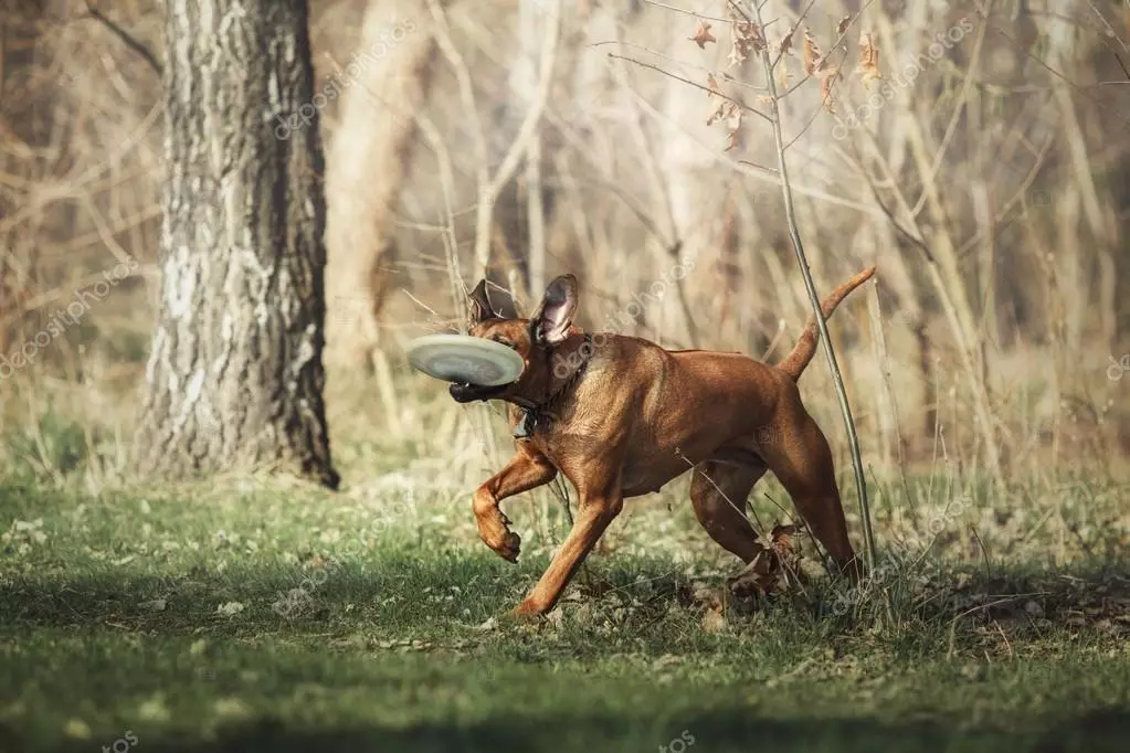 Rhodesian Ridgeback (84 Suratlar): Gowakdan description, yavru we Ridgeback yetişkin köpekler tertibi. olar birnäçe ýyl ýaşaýar? Üstünlikleri we kemçilikler 12191_47