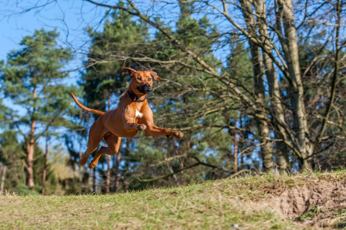 Rhodesian Ridgeback (84 Foto): Katrangan watu, karakteristik anak anjing lan asu diwasa ing ridgeback. Pira taun padha manggon? Kaluwihan lan kekurangan 12191_48