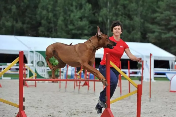 Rhodesian Ridgeback (84 photos): ລາຍລະອຽດຂອງກ້ອນຫີນ, ລັກສະນະຂອງ puppies, ແລະຜູ້ໃຫຍ່ຫມາຂອງ Ridgeback ໄດ້. ພວກເຂົາເຈົ້າເຮັດແນວໃດເວລາຫຼາຍປີດໍາລົງຊີວິດ? ຂໍ້ດີແລະຂໍ້ເສຍປຽບ 12191_53