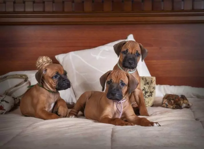 Rhodesian Ridgeback (84 ფოტო): აღწერა Rock, დამახასიათებელი puppies და ზრდასრული ძაღლები ridjack. რამდენი წელია ცხოვრობენ? Დადებითი და უარყოფითი მხარეები 12191_58