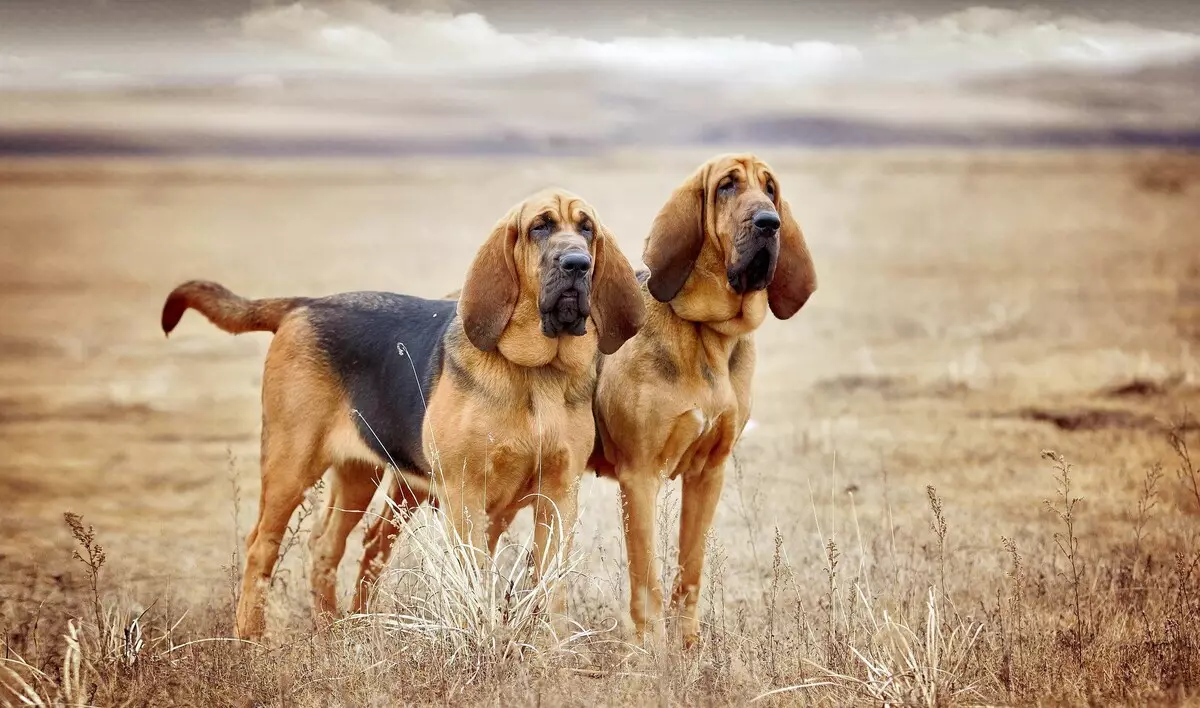 Rhodesia Ridgeback (84 litrato): ang paghulagway sa mga bato, ang mga kinaiya sa mga itoy ug sa hamtong nga mga iro sa Ridgeback. Pila ka tuig sila nagpuyo? Mga Kauswagan ug Disimonulo 12191_6