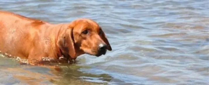 Rhodesian Ridgeback (84 mga larawan): Ang paglalarawan ng bato, ang katangian ng mga tuta at mga adult na aso ng Ridgeback. Ilang taon na sila nakatira? Mga Bentahe at Disadvantages. 12191_60