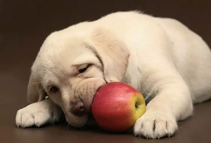 Kan honde appels hê? 12 foto's in watter vorm om appels aan hondjies te gee? Kan hulle vars appels en appelbene hê? 12192_2