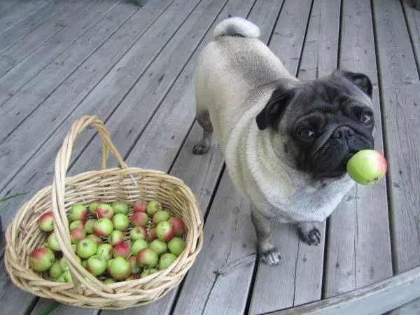 Kan honde appels hê? 12 foto's in watter vorm om appels aan hondjies te gee? Kan hulle vars appels en appelbene hê? 12192_3