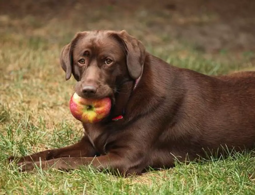 Ar šunys gali turėti obuolių? 12 nuotraukų Kokia forma duoti obuolius šuniukams? Ar jie gali turėti šviežių obuolių ir obuolių kaulų? 12192_4