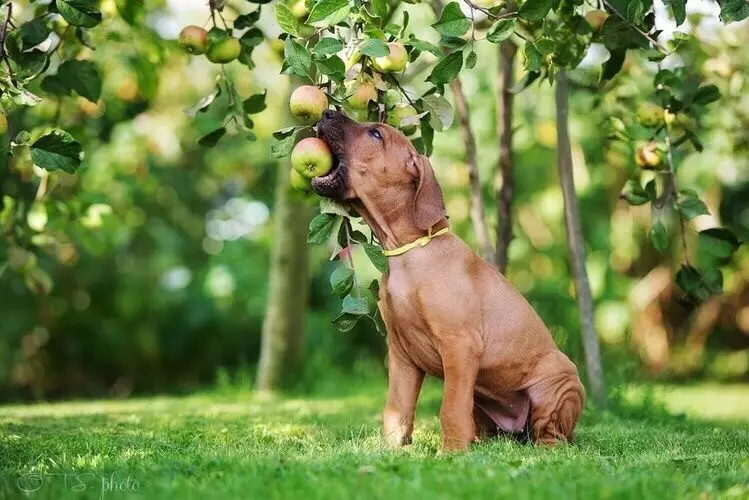 A mund të kenë mollë qentë? 12 Fotografitë në çfarë forme për të dhënë mollë për puppies? A mund të kenë mollë të freskëta dhe kocka të mollës? 12192_7