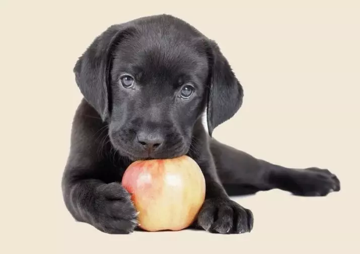 Les chiens peuvent-ils avoir des pommes? 12 photos dans quelle forme donner des pommes aux chiots? Peuvent-ils avoir des pommes fraîches et des os de pommes? 12192_9