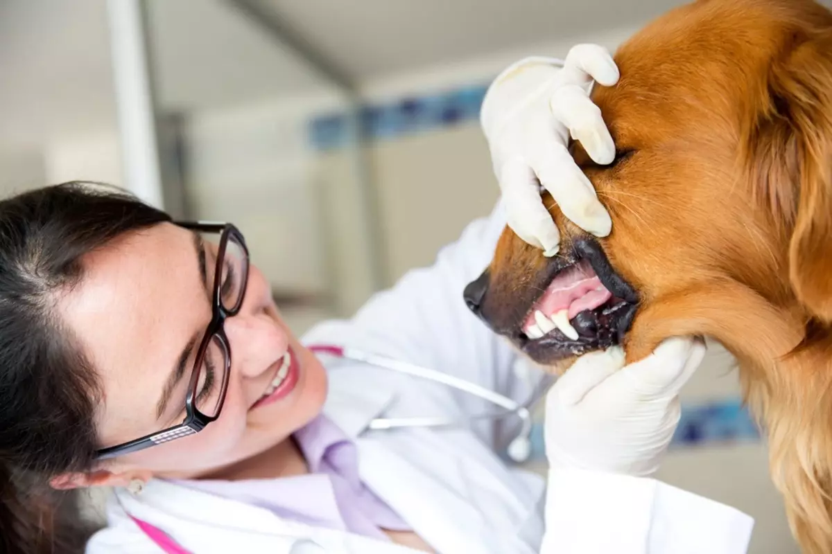 Запах изо рта у собаки причины. Стоматология животных. Стоматология собак и кошек.