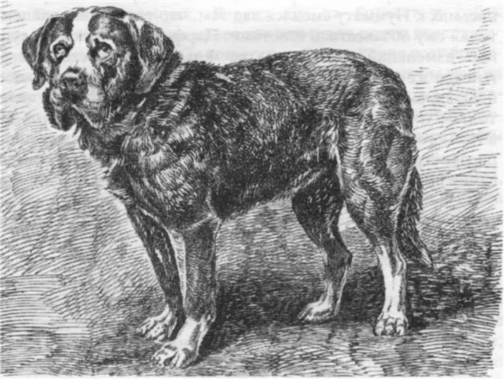 Medelyanian Dog (18 Foto): Fitur jenis, deskripsi anak anjing dan anjing dewasa 12197_6