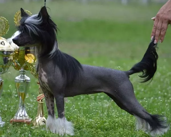 Kitajski Crested pes (74 fotografij): Koliko psov živijo kitajske pasme? Prednosti in slabosti vsebnosti mladičkov, velikosti in značaja 12199_12