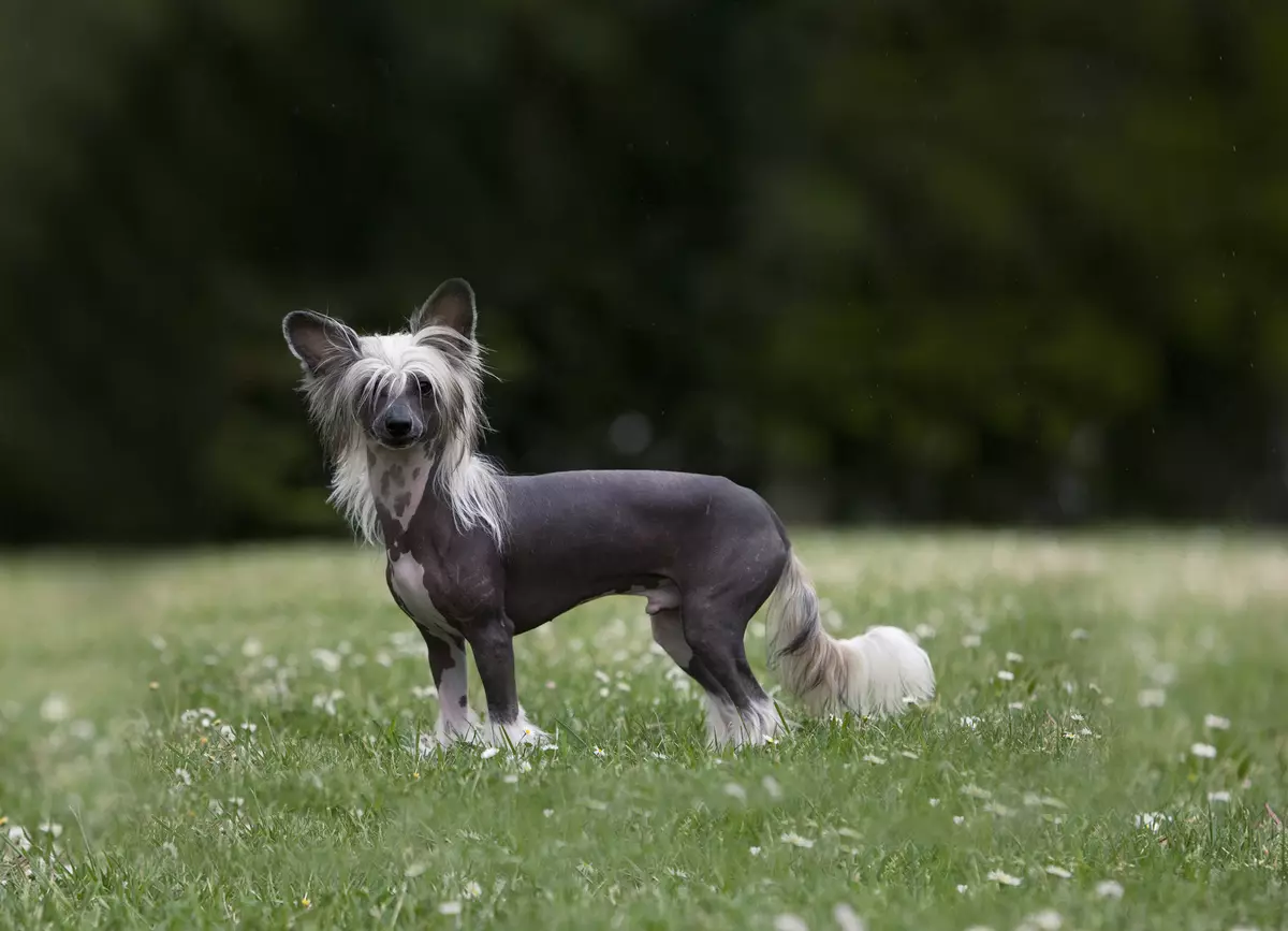 Chinesischer Haubenhund (74 Fotos): Wie viele Hunde machen chinesische Crested Rassen live? Vor- und Nachteile von Welpen Inhalt, Größen und Charakter 12199_15