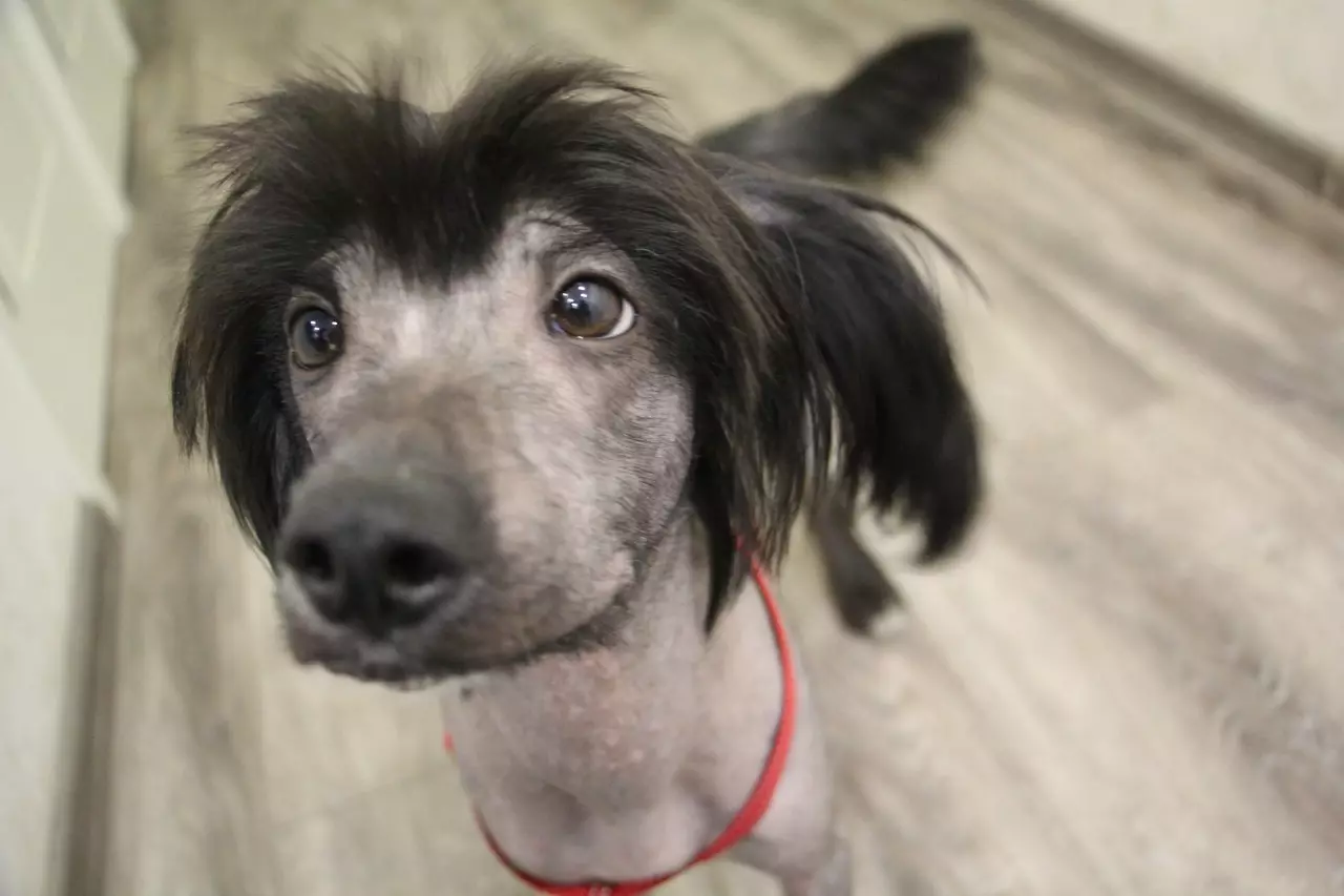 Chien chinois à crête (74 photos): Combien de chiens ne races Crested chinois vivent? Avantages et inconvénients des contenus des chiots, la taille et le caractère 12199_18