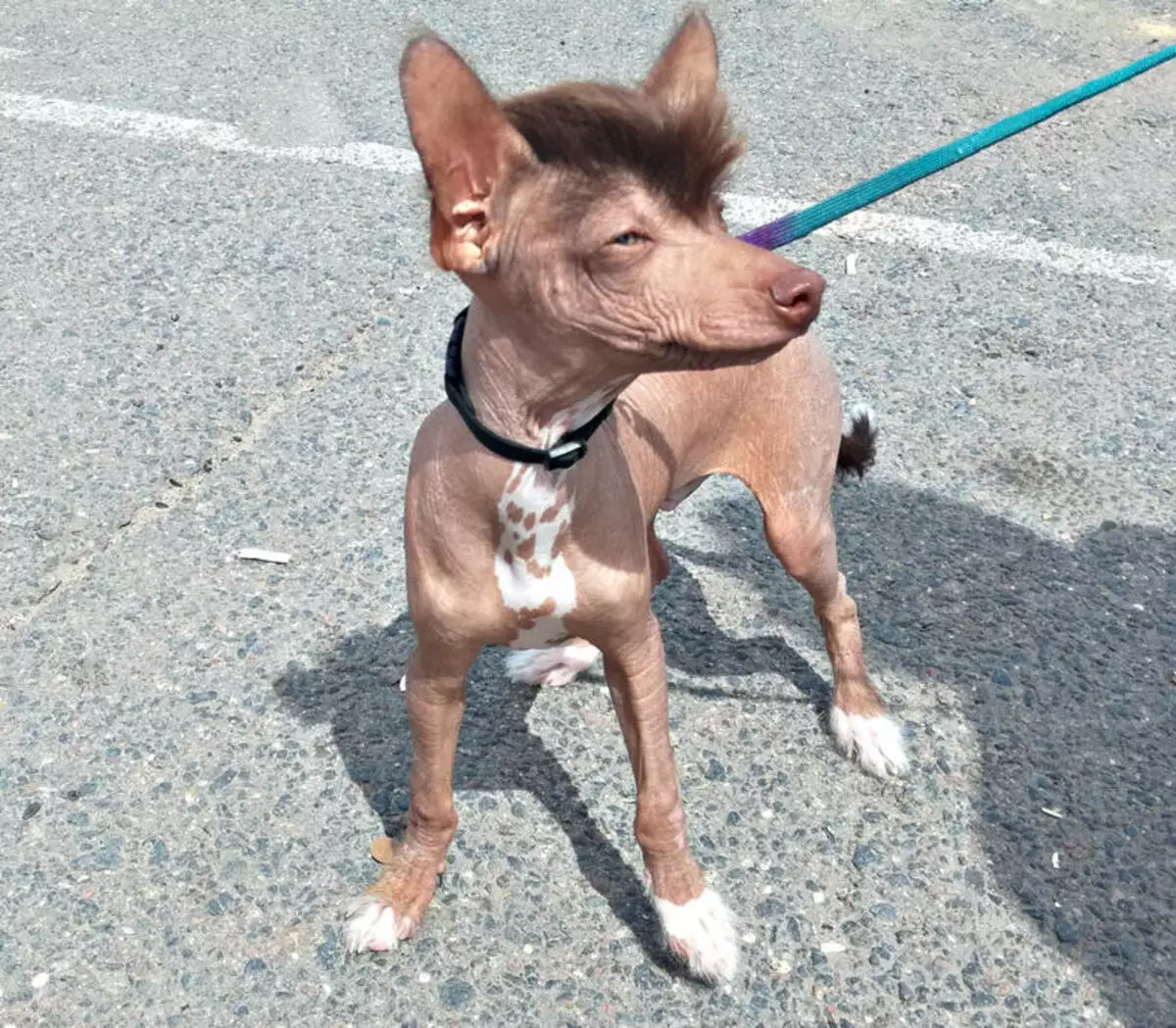 Chien chinois à crête (74 photos): Combien de chiens ne races Crested chinois vivent? Avantages et inconvénients des contenus des chiots, la taille et le caractère 12199_2