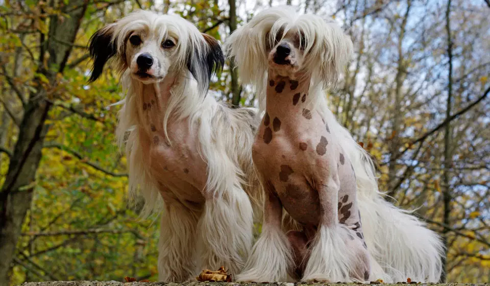 Chinesischer Haubenhund (74 Fotos): Wie viele Hunde machen chinesische Crested Rassen live? Vor- und Nachteile von Welpen Inhalt, Größen und Charakter 12199_22