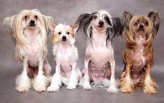 Chien chinois à crête (74 photos): Combien de chiens ne races Crested chinois vivent? Avantages et inconvénients des contenus des chiots, la taille et le caractère 12199_25