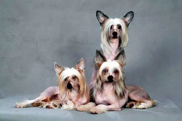 Gos amb cresta xinès (74 fotos): Quants gossos viuen les races cresta xinès? Pros i els contres de contingut cadells, mides i caràcter 12199_29