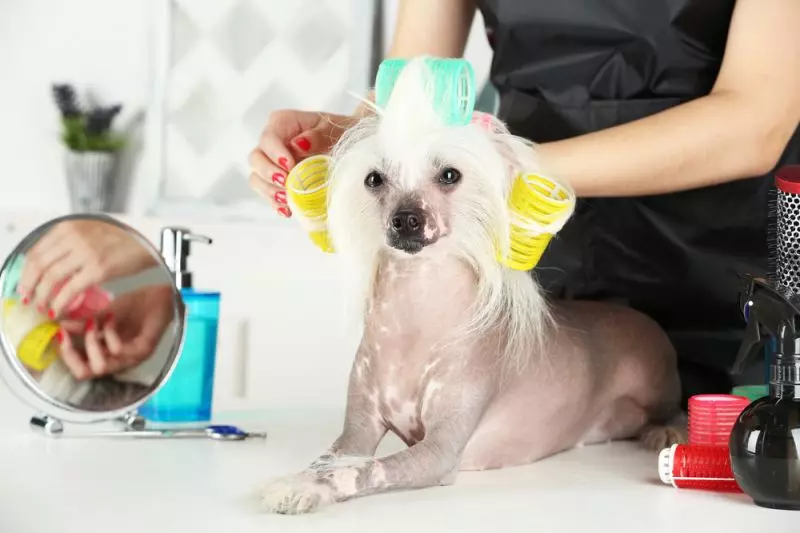 Chien chinois à crête (74 photos): Combien de chiens ne races Crested chinois vivent? Avantages et inconvénients des contenus des chiots, la taille et le caractère 12199_30